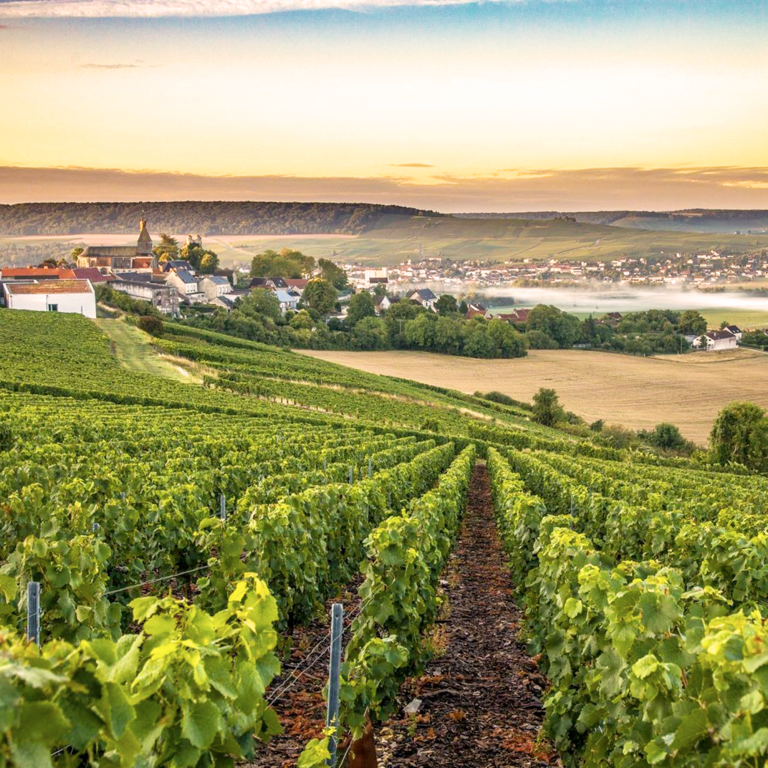 Vignes verdoyantes avec un village à l'horizon sous un ciel crépusculaire.