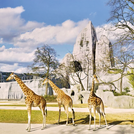 Trois girafes se tiennent devant des rochers dans un parc. Arbres et ciel bleu en arrière-plan.